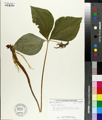 Trillium catesbaei image