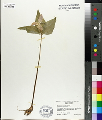 Trillium catesbaei image