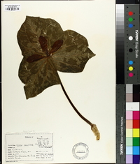 Trillium cuneatum image