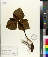 Trillium cuneatum image