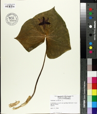 Trillium erectum image