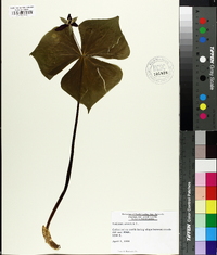 Trillium erectum image