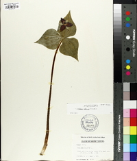 Trillium erectum image