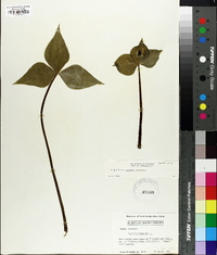 Trillium erectum image