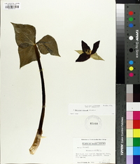 Trillium erectum image