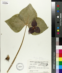 Trillium erectum image