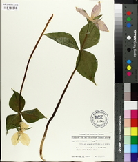 Trillium grandiflorum image