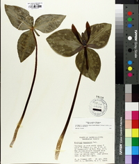 Trillium maculatum image