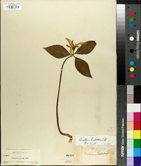 Trillium catesbaei image