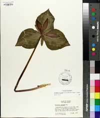 Trillium cuneatum image