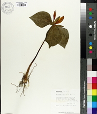 Trillium luteum image