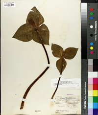 Trillium luteum image