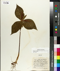 Trillium luteum image