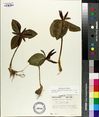 Trillium ludovicianum image