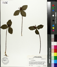 Trillium sessile image