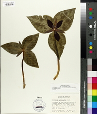 Trillium underwoodii image