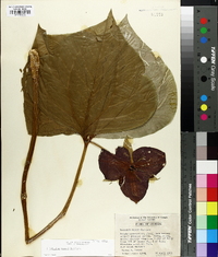 Trillium vaseyi image