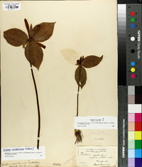 Trillium sessile image