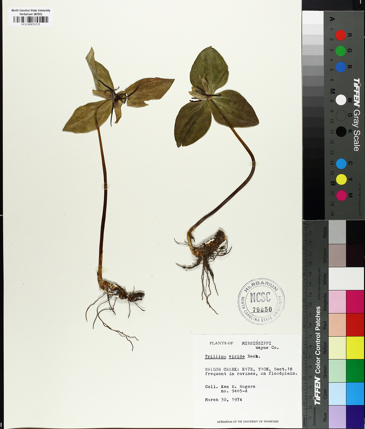 Trillium viride image