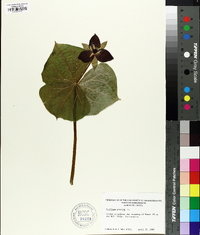 Trillium erectum image