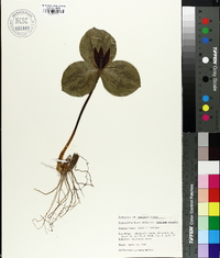 Trillium sessile image