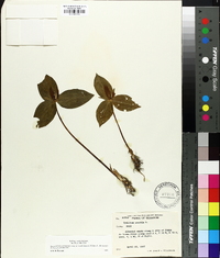 Trillium sessile image