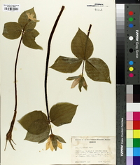 Trillium ovatum image