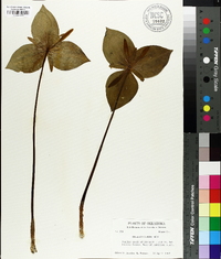 Trillium viride image