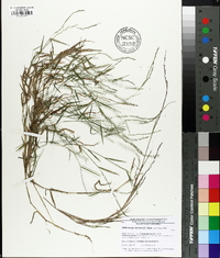 Muhlenbergia schreberi image