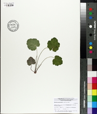 Heuchera americana image