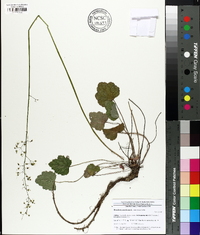 Heuchera americana image