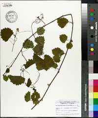 Vitis rotundifolia image