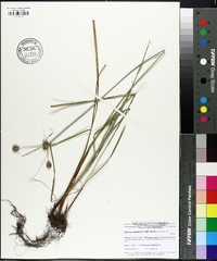 Cyperus echinatus image