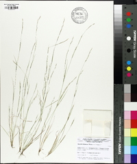 Aristida dichotoma image