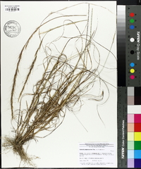 Aristida purpurascens image