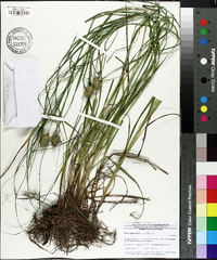 Carex squarrosa image