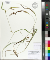 Carex flaccosperma image
