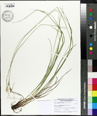 Carex caroliniana image