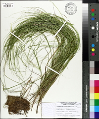 Carex festucacea image