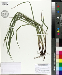 Carex oxylepis image