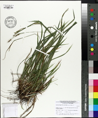 Carex oxylepis image