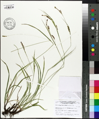 Carex oxylepis image