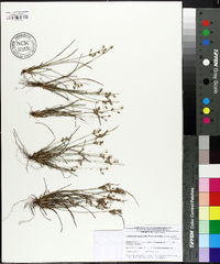 Fimbristylis annua image