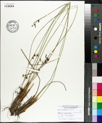 Juncus coriaceus image