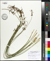 Juncus coriaceus image