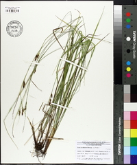 Carex caroliniana image