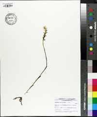 Spiranthes cernua image