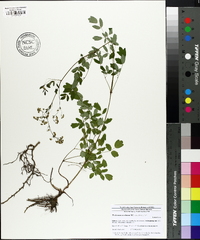 Thalictrum amphibolum image