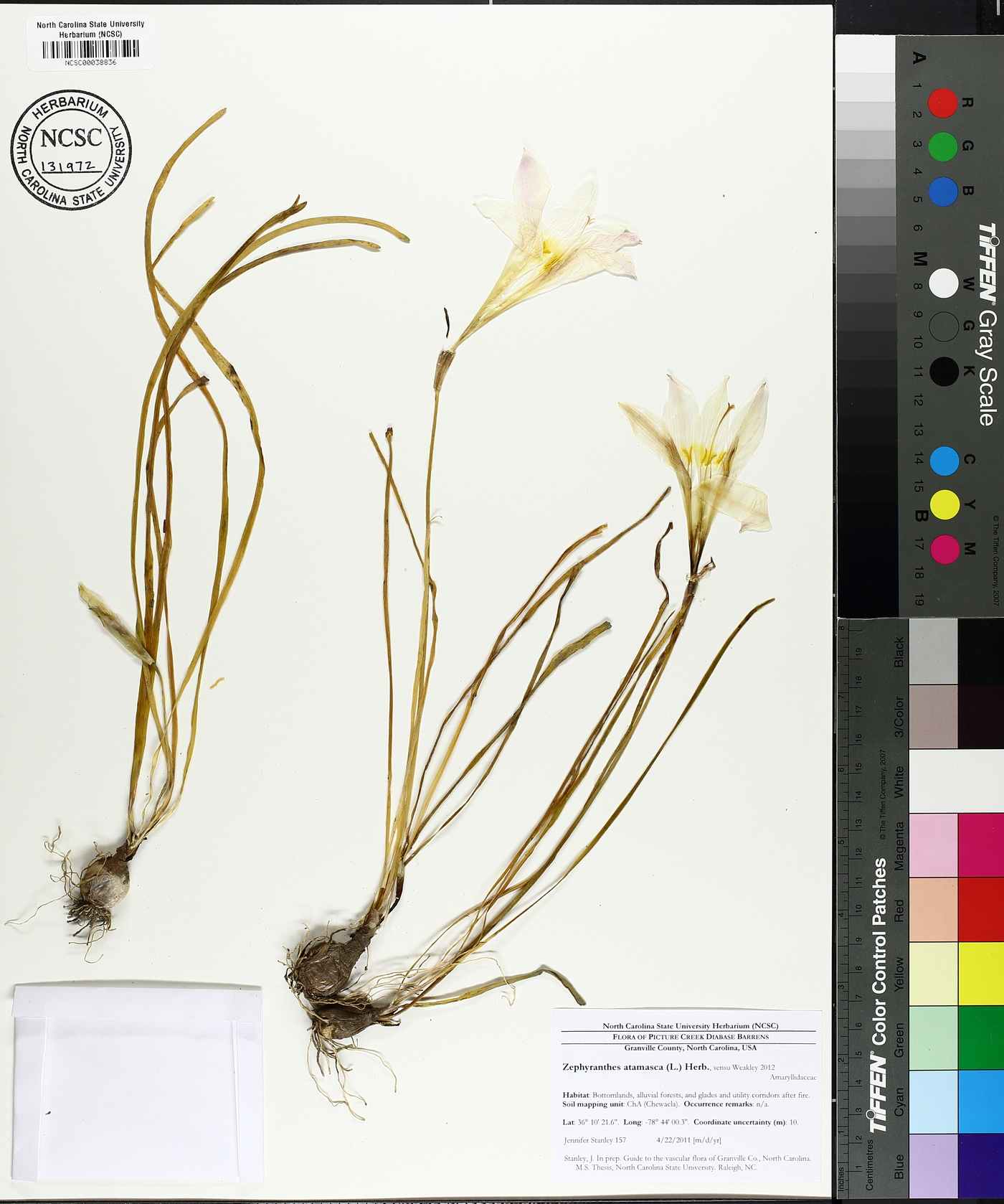 Zephyranthes atamasca image