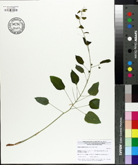 Smilax herbacea image